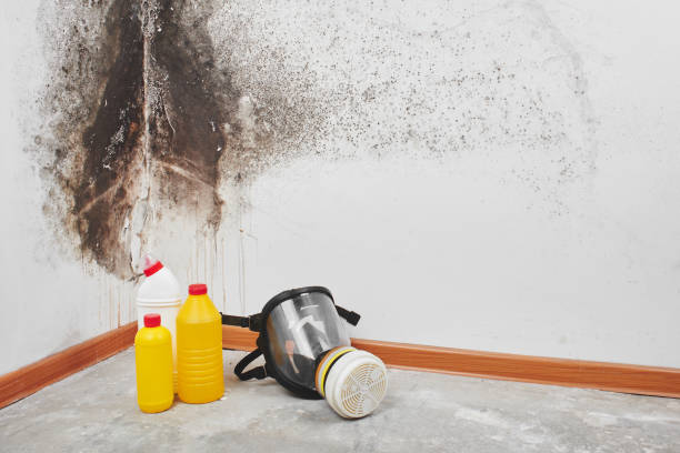 Best Fast Mold Removal  in Volcano Golf Course, HI