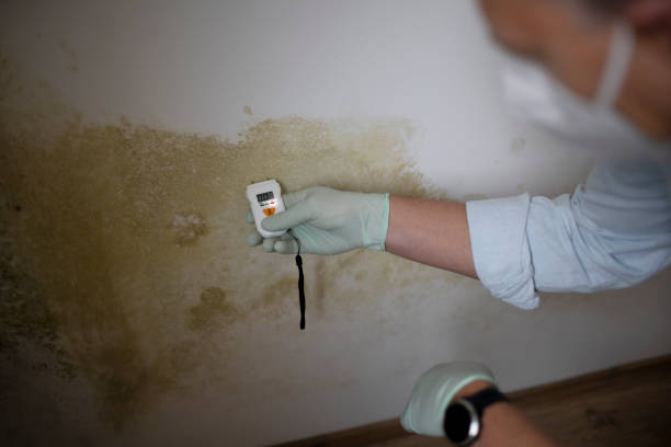 Best Toxic Mold Removal  in Volcano Golf Course, HI
