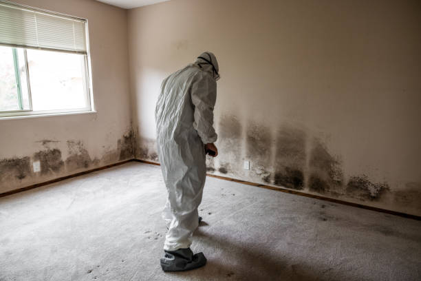 Best Black Mold Removal  in Volcano Golf Course, HI