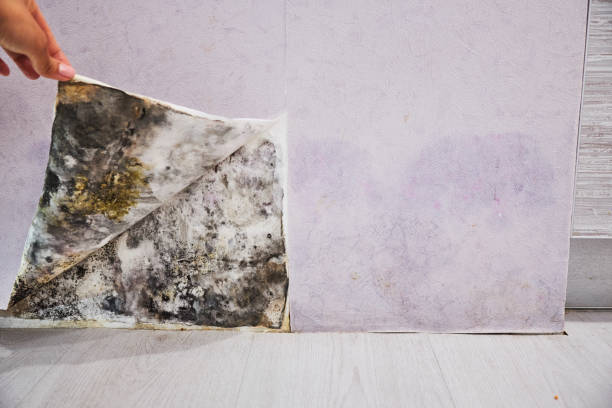 Best Residential Mold Removal  in Volcano Golf Course, HI